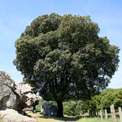 Chêne vert / Quercus ilex